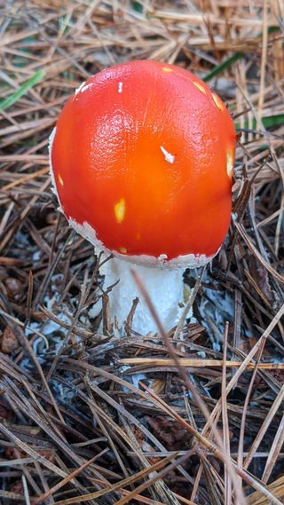 Fly agaric.