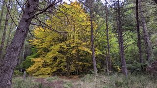 Exotic trees at Bendora arboretum.