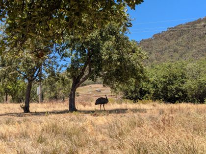 Tidbinbilla emu walk