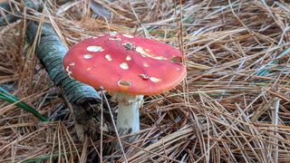 Mature fly agaric, Bendora arboretum.