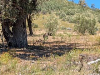Eastern grey kangaroo, Tidbinbilla.