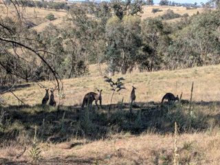 Eastern grey Kangaroos, Gruner's vista.