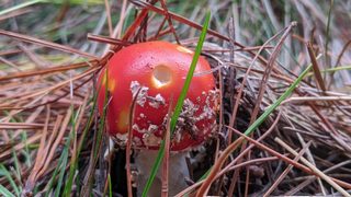 Emerging fly agaric, Bendora arboretum.