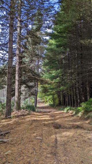 Pines at Bendora arboretum.